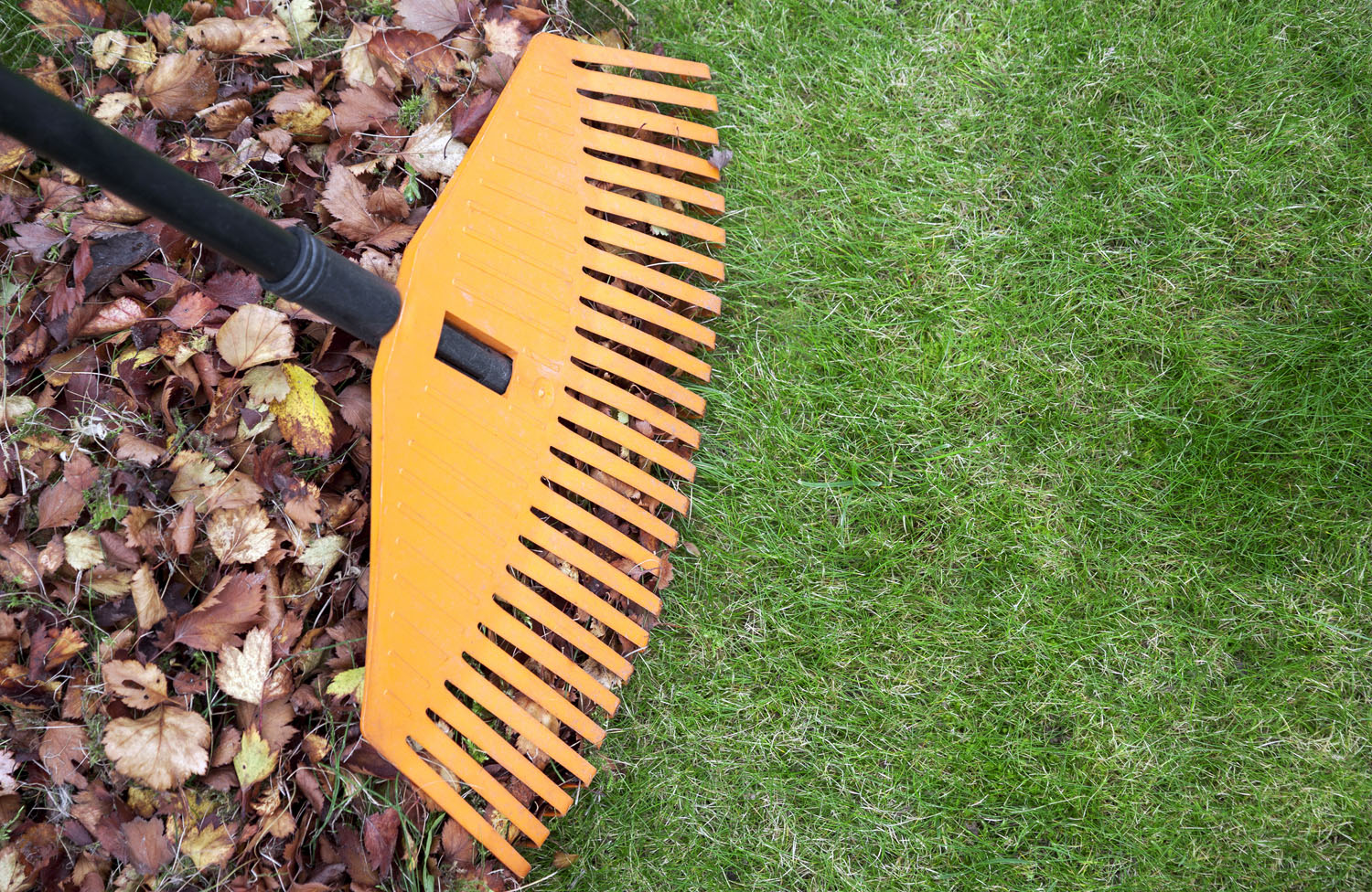 How to Improve Your Soil by Raking Less in Ottawa