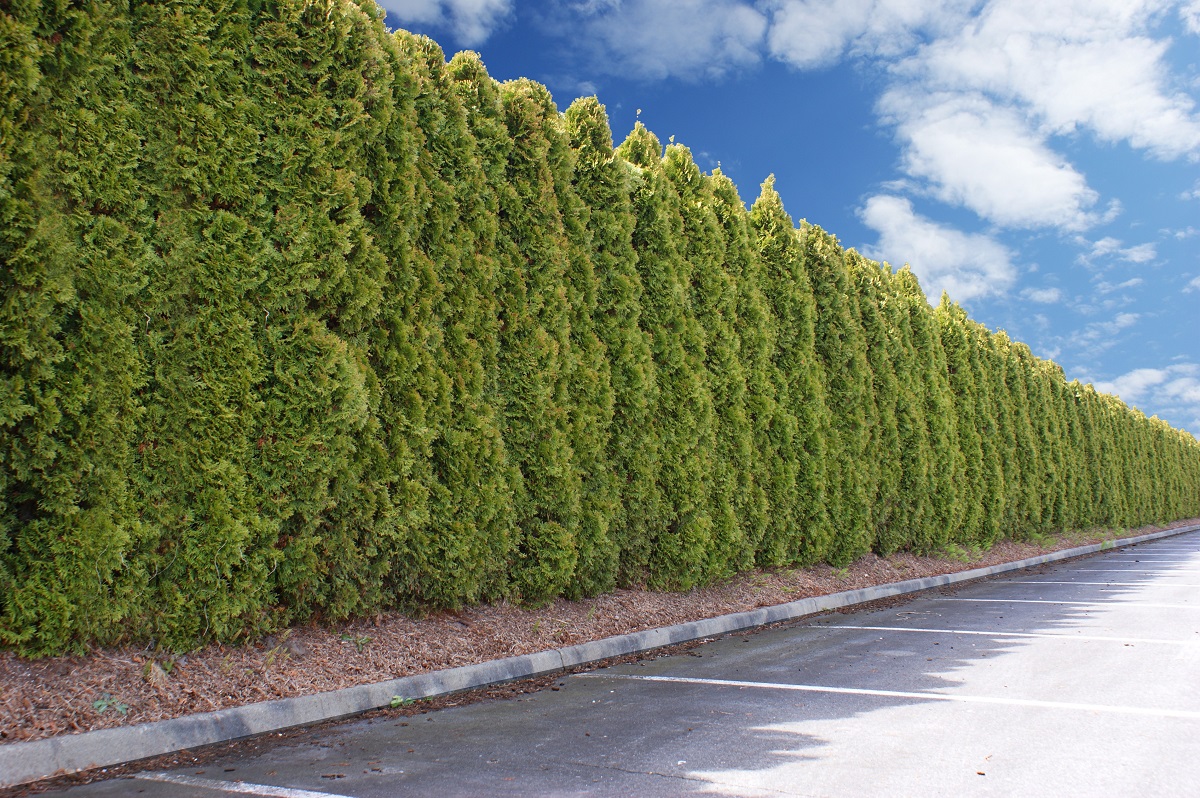 Improve your Home’s Landscaping with a Hedge