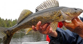 Pêche au doré à Gatineau pêche au doré