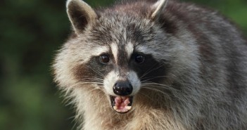 Top Reasons to Hire Professional Wildlife Removers Wildlife Removers