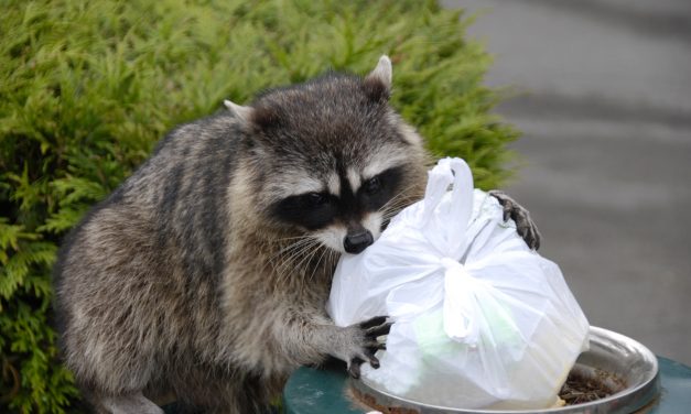 Les ratons laveurs ne sont pas de véritables animaux d’hibernation et il pourrait être nécessaire de les faire déplacer en hiver dans le secteur de la Rive-Sud de Montréal