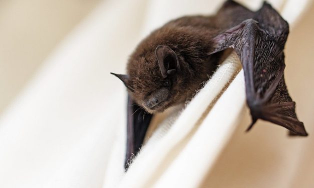 Retrait des chauves-souris et la décontamination dans la région d’Ottawa-Gatineau