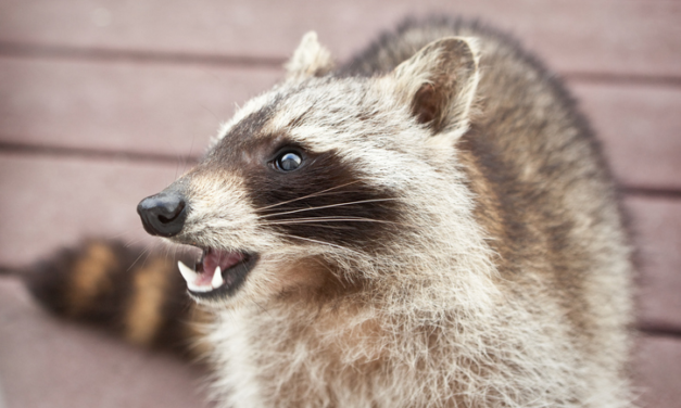 Contrôle de la faune à Ottawa-Gatineau : Signes de la présence d’un raton laveur dans votre grenier